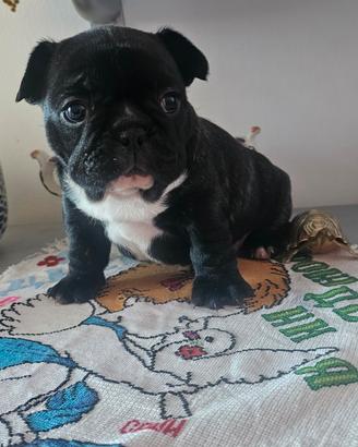 Cuccioli Bulldog Bouledogue Francese