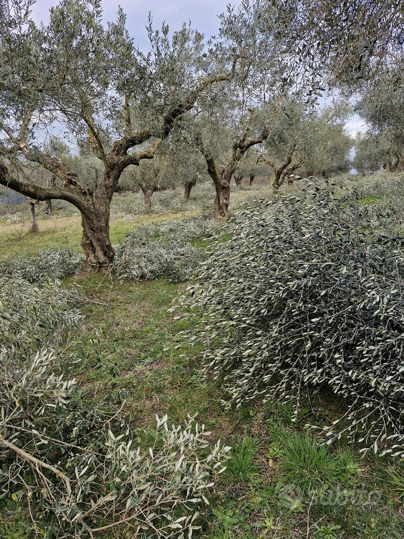 Casaletto rustico con oliveto 5000mq - Vista 2