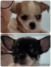Chihuhua