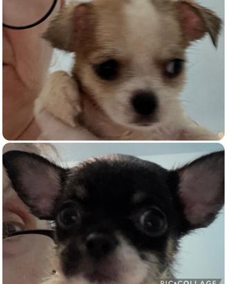 Chihuhua