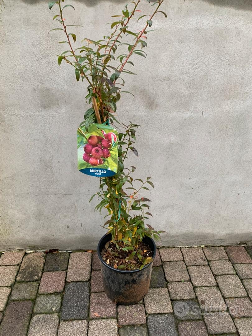 Siringa Gigante in vendita a Samarate Varese da Mazzucchellis