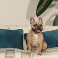 Bulldog francese per accoppiamento