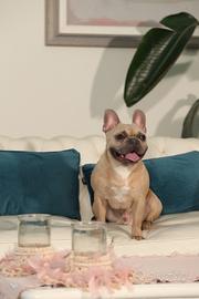 Bulldog francese per accoppiamento