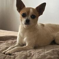 Cane chihuahua eta' 7 anni