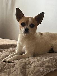 Cane chihuahua eta' 7 anni
