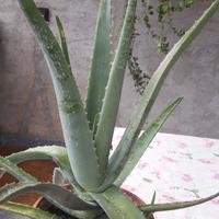 pianta di aloe vera