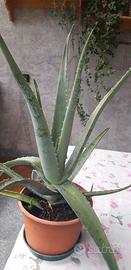 pianta di aloe vera