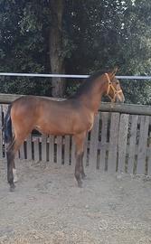 Puledro PRE