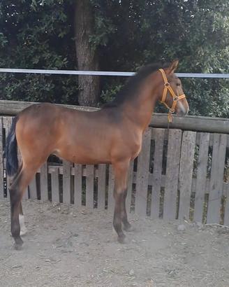 Puledro PRE