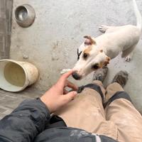 Cane da caccia istriano per il coniglio
