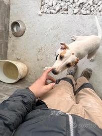 Cane da caccia istriano per il coniglio