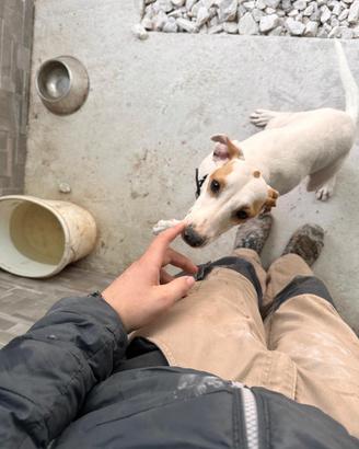 Cane da caccia istriano per il coniglio