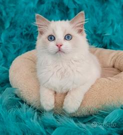 Ragdoll cuccioli