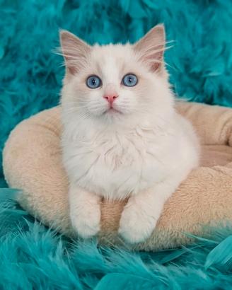 Ragdoll cuccioli