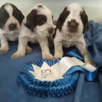 Spinone italiano con pedigree