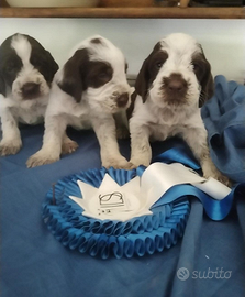 Spinone italiano con pedigree