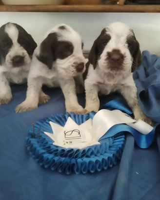 Spinone italiano con pedigree