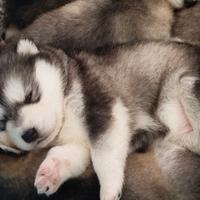 Alaskan malamute