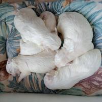 4 cuccioli maschi maltesi