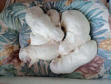 4 cuccioli maschi maltesi