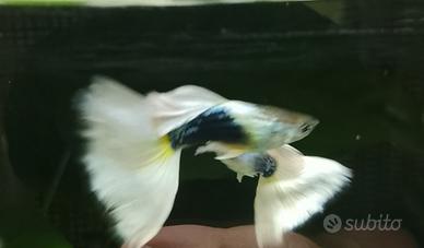 Guppy Half Black White/Pastel