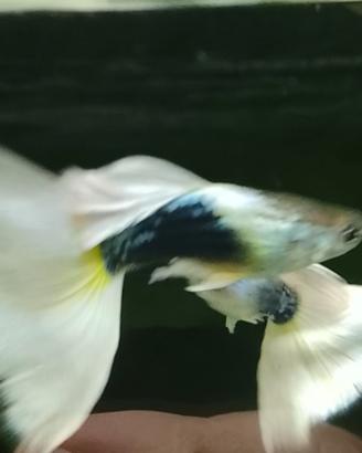 Guppy Half Black White/Pastel