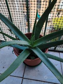 Piante aloe Vera  di casa