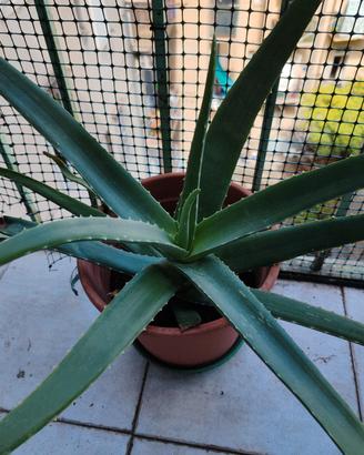Piante aloe Vera  di casa