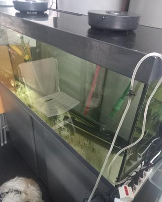 acquario  