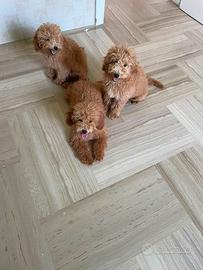 Cuccioli di Barboncino Nano
