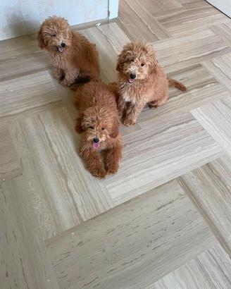Cuccioli di Barboncino Nano