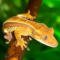 Baby geco Ciliatus maschio, teca