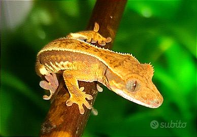 Baby geco Ciliatus maschio, teca