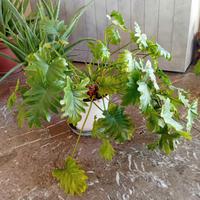 filodendro little hope 