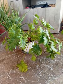 filodendro little hope 