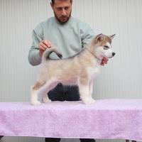 Alaskan Malamute