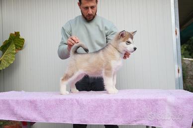 Alaskan Malamute