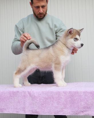 Alaskan Malamute