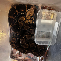 Boa constrictor imperator