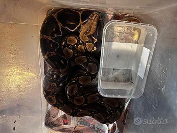 Boa constrictor imperator