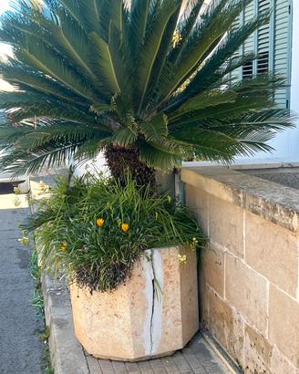Cycas