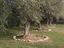 Immagine 11