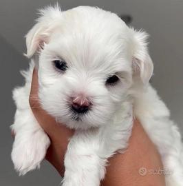 Maltese cuccioli