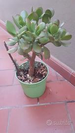 Crassula ad alberello