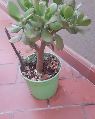 Crassula ad alberello