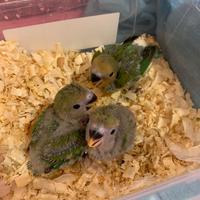 Pulli di inseparabili allevati a mano