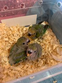 Pulli di inseparabili allevati a mano