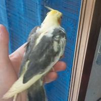 Calopsite allevato a mano