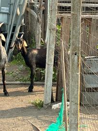 Capra camosciata delle Alpi