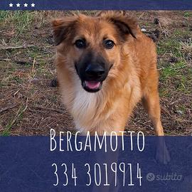 BERGAMOTTO: cucciolo